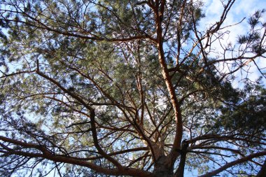 Çam alttan görünüm