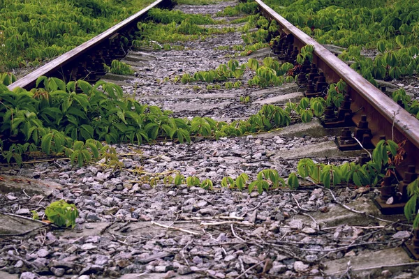 废弃的铁轨 杂草丛生的植物 — 图库照片