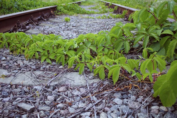 Elhagyott Vasúti Pálya Növényekkel Benőtt — Stock Fotó