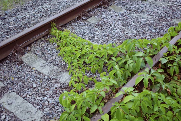 废弃的铁轨 杂草丛生的植物 — 图库照片