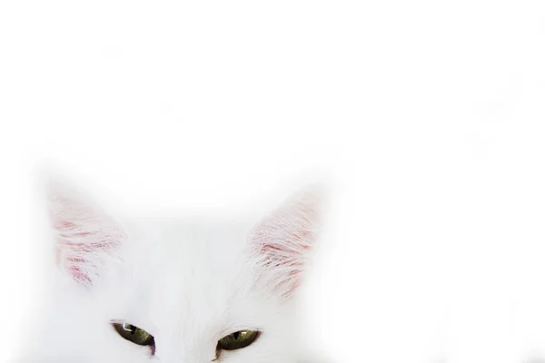 White Cat Watching Front White Background — Stock Photo, Image