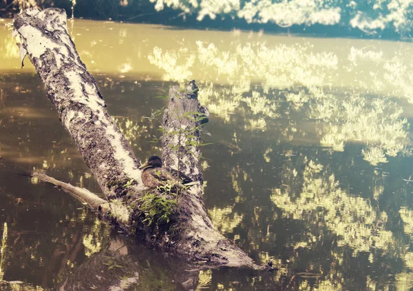 Wildenten Fluss Auf Einem Umgeknickten Baum Vergessener Wald — Stockfoto