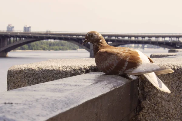 Pigeon Sur Fond Rivière Pont — Photo