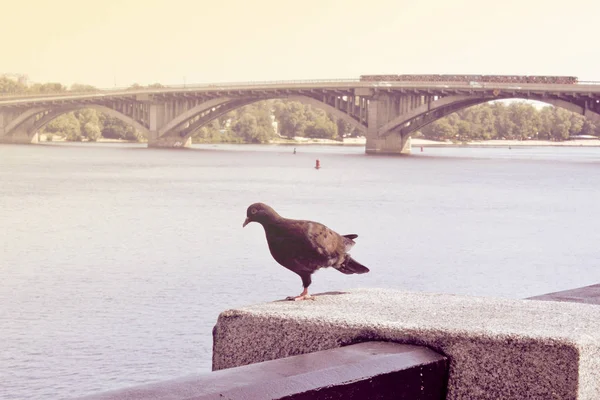 Pigeon Sur Une Jambe Sur Fond Rivière Pont — Photo