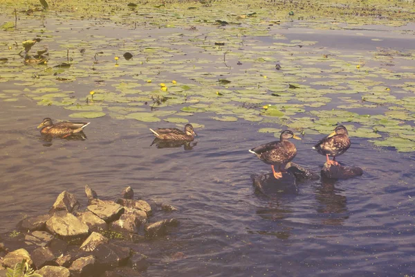 Ducks Rocks River Summer Sunny Day — Stock Photo, Image