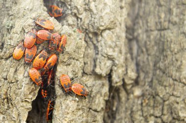 Bir ağaç kabuğu kırmızı asker