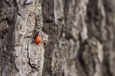 Bir ağaç kabuğu kırmızı asker