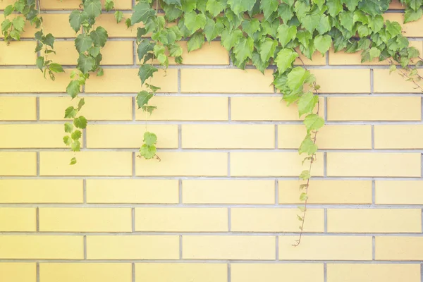 Green plant on a brick wall. Light brick background