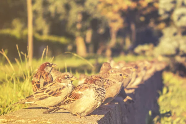 Sparrows Sentar Uma Fileira Desfrutar Sol — Fotografia de Stock