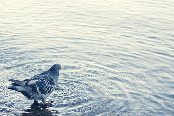 Pigeon Mit Tête Dans Rivière — Photo