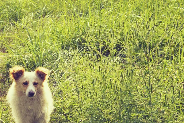 Dog Background Green Grass Sunny Day — Stock Photo, Image
