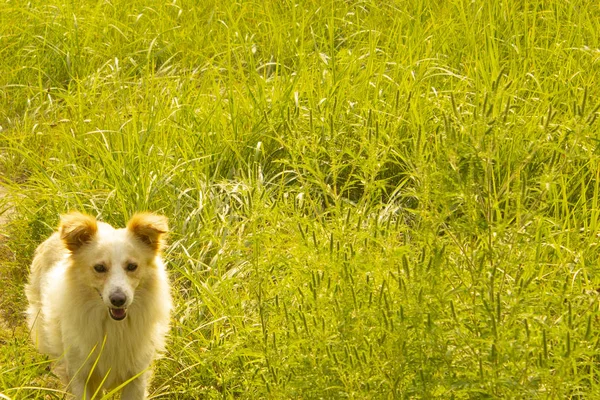 Köpek yeşil çim güneşli bir arka plan üzerinde
