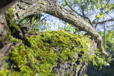 Ağaçta yeşil yosun
