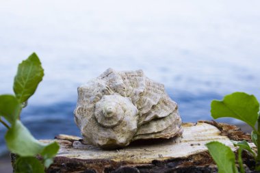 Mavi denizin üzerinde büyük deniz hayvanı kabuğu
