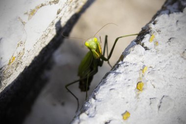 Yumurtalarını yakınındaki kadın peygamber devesi