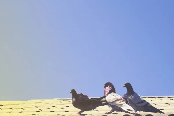Pigeons Sur Toit — Photo