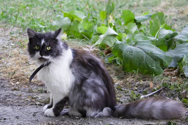 Yeşil gözlü sokak kedi