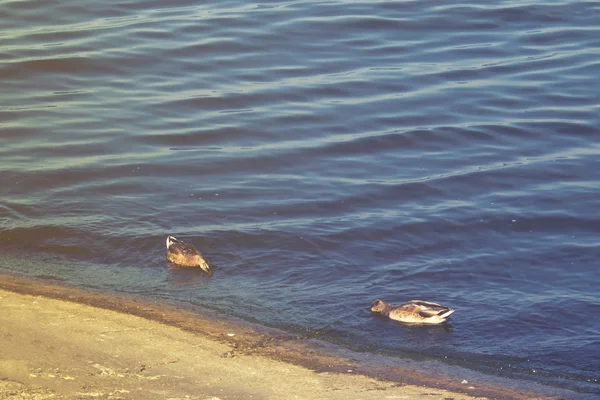 两只鸭子潜入河中 — 图库照片