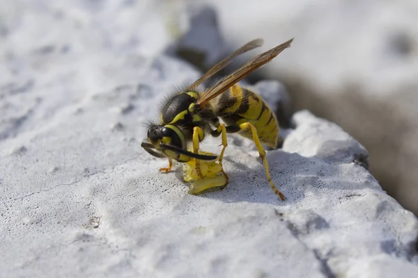 WASP mantis dişi yumurta yiyor