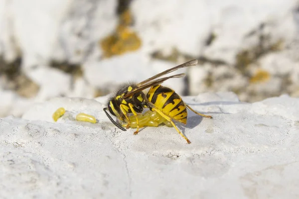WASP mantis dişi yumurta yiyor