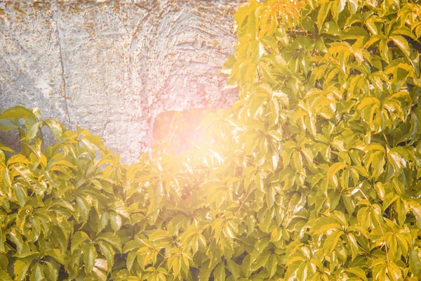 duvarda bush