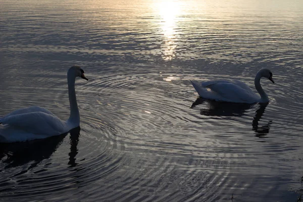 Белые Лебеди Плавают Воде Закате — стоковое фото