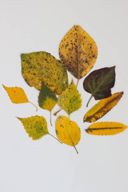 Beyaz arkaplanda sonbahar kompozisyonu ve parlak yeşillik