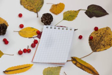 Beyaz arkaplanda sonbahar kompozisyonu ve parlak yeşillik