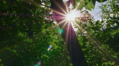 Sabahın erken saatlerinde güneş elma ağaçlarının arasından doğar.