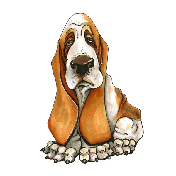 Cane Razza Basset Hound Sfondo Bianco Isolato — Foto Stock