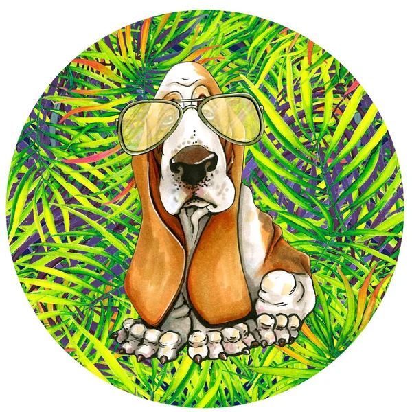 Köpek Basset yuvarlak bir çerçeve içinde güneş gözlüğü. palmiye yaprakları. — Stok fotoğraf