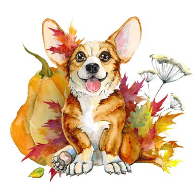 Sevimli köpek yavrusu Corgi Pembroke beyaz bir arka plan üzerinde