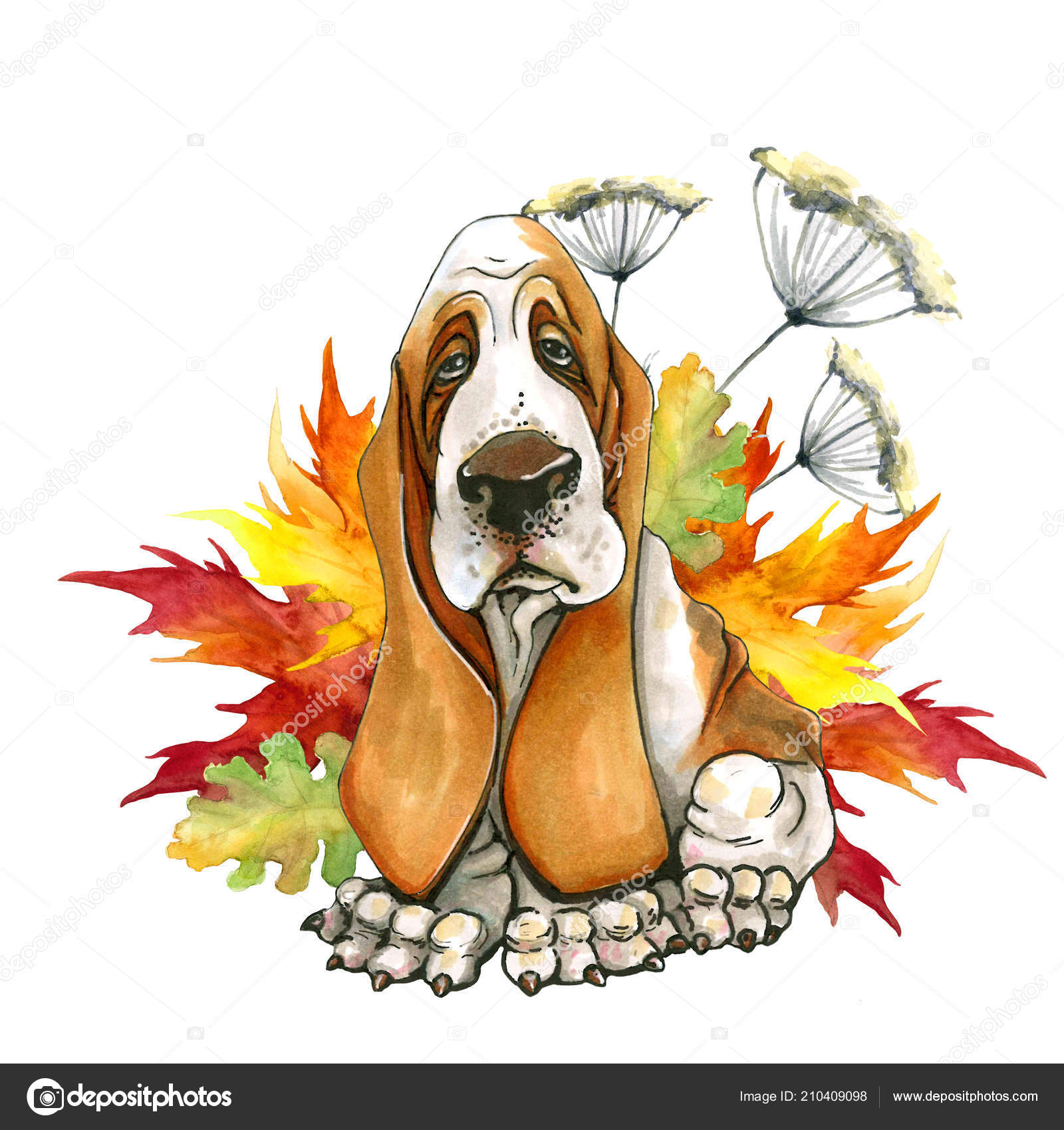 Dog breed Basset autumn Cute Stock