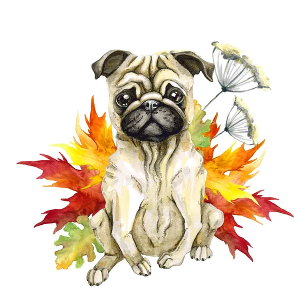Dog of the breed pug. Autumn leaves. Cute puppy.