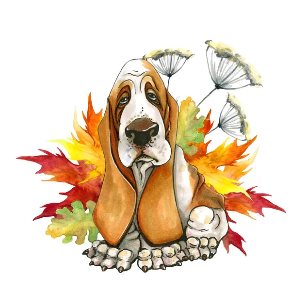 Hond ras Basset Hund. Herfstbladeren. Schattige puppy. — Stockfoto