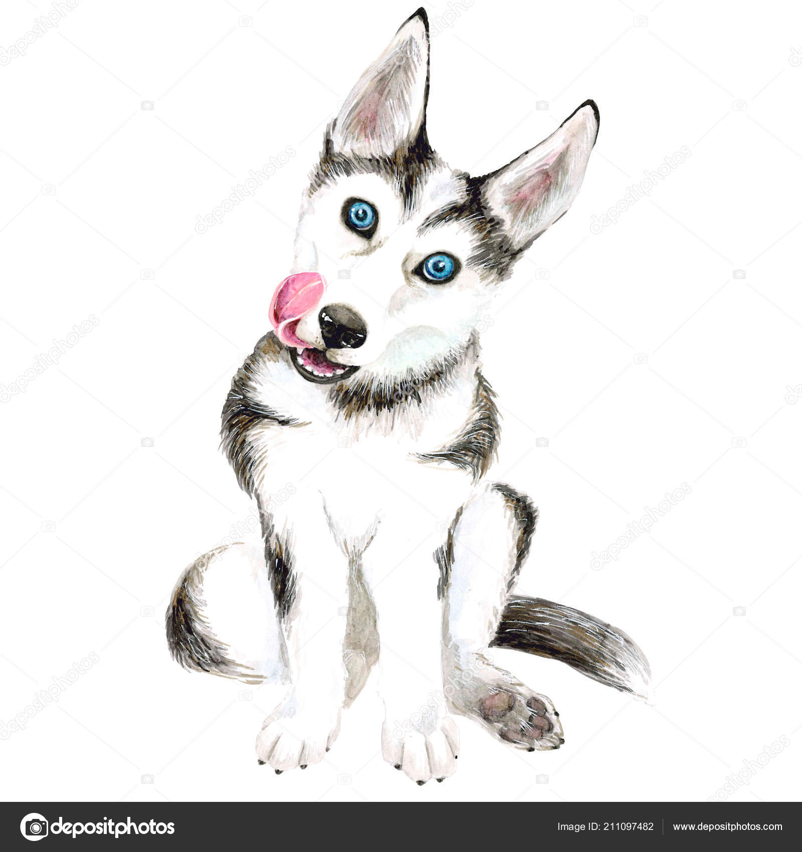 Le Chien Se Reproduit Husky Mignon Chiot Aux Yeux Bleus Isole Sur Fond Blanc Image Libre De Droit Par Katyazverek C Le Chien Se Reproduit Husky Mignon Chiot Aux Yeux Bleus Isole Sur Fond Blanc Image Libre De Droit Par Katyazverek C