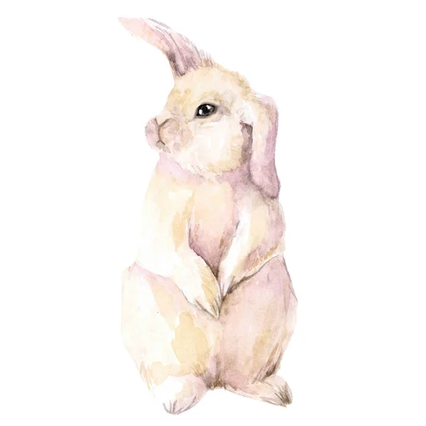 Carino il coniglietto rosa. Si siede sulle zampe posteriori. Lepre isolata su sfondo bianco . — Foto Stock