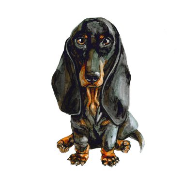 Siyah beyaz arka plan üzerinde köpek izole Dachshund. Şirin