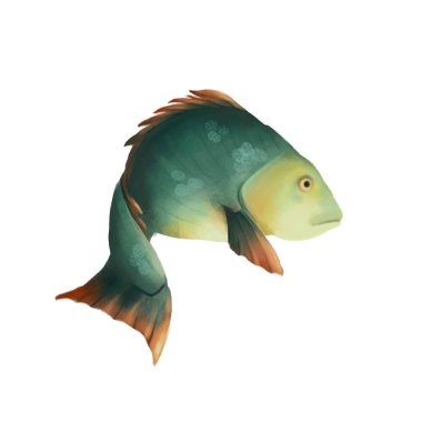 Mavi yeşil balık. Sazan veya beyaz arka plan üzerinde izole havuz. tatlı su