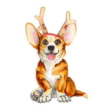 Dog breed corgi in deer horns. Christmas cute puppy. New Year. Isolated on white background. clipart