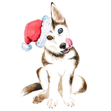 Husky köpek Noel Baba şapkası oturur. Güzel gözlü beyaz arka plan üzerinde izole kahverengi köpek. Noel. Yeni yıl.