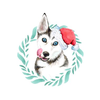 Noel Noel Baba şapkası ve çelenk içinde a Siberian dış yapraklar doğurmak köpek portresi. Beyaz arka plan üzerinde izole.