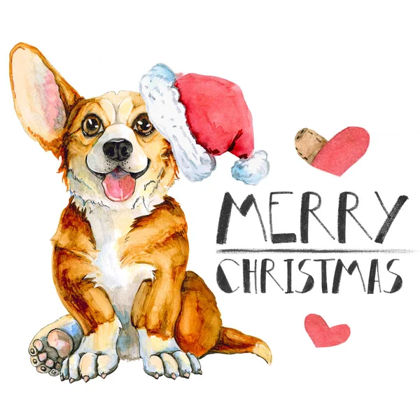 Tarjeta de felicitación navideña con corgi de raza canina. Aislado sobre fondo blanco. Feliz Año Nuevo —  Fotos de Stock