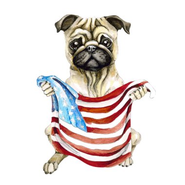 Köpek doğurmak pug bir Amerikan bayrağı tutarak. Beyaz arka plan üzerinde izole. Siyaset.
