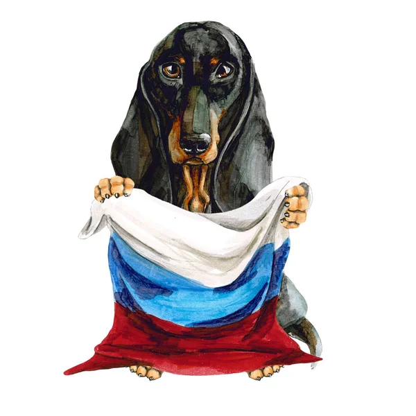 Köpek doğurmak dachshund Rusya bayrağı elinde tutar. Rusya Federasyonu. Moskova. İzole — Stok fotoğraf