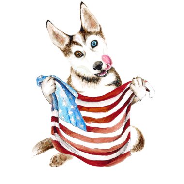 Husky dog breeds holding an American flag. USA. puppy isolated on white background. clipart