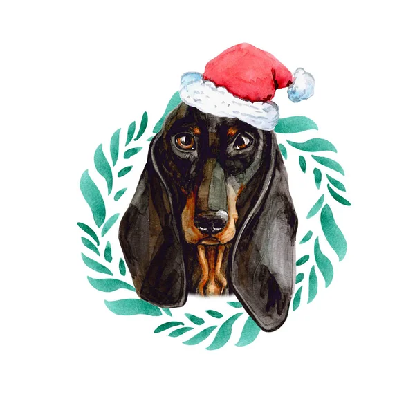 Dachshund Perro Gorra Año Nuevo Santa Claus Una Corona Navidad —  Fotos de Stock