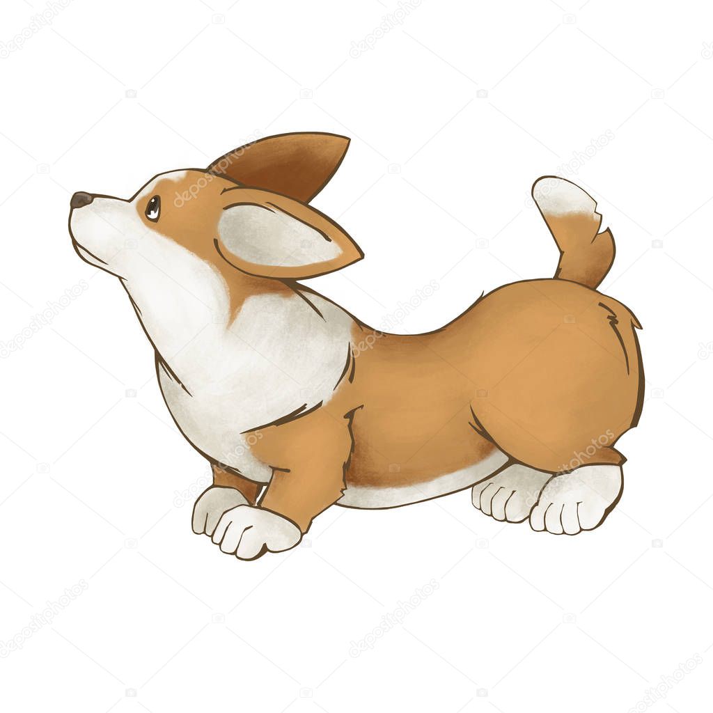 Illustration of a dog breed of corgi. Red sad puppy. Isolated on white background.