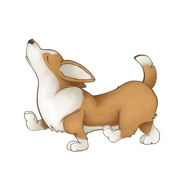 Perro raza corgi orgullosamente paseos. Cachorro rojo divertido. Ilustración aislada —  Fotos de Stock