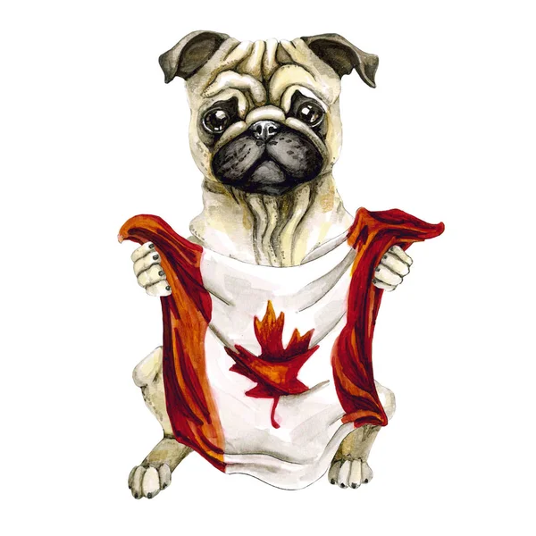 Koiranpentu, jolla on Kanadan lippu. Torontossa. Eristetty valkoisella taustalla. Politiikkaa. pentu — kuvapankkivalokuva
